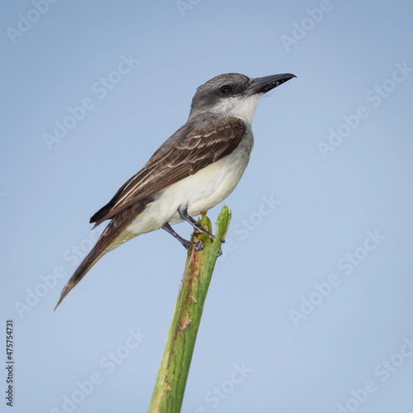 Obraz Grey kingbird portrait at Cocobay,  Antigua