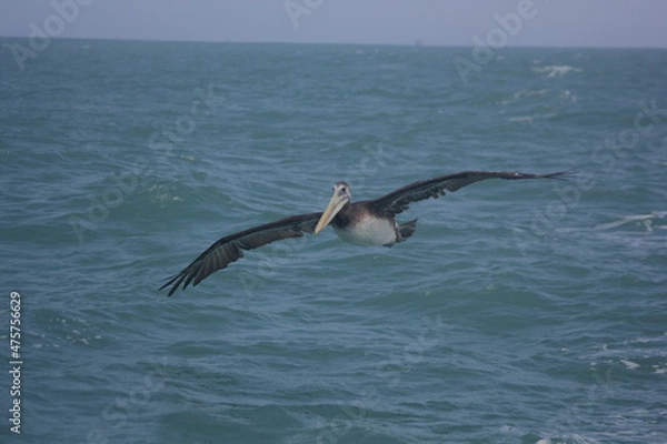 Fototapeta pelícano