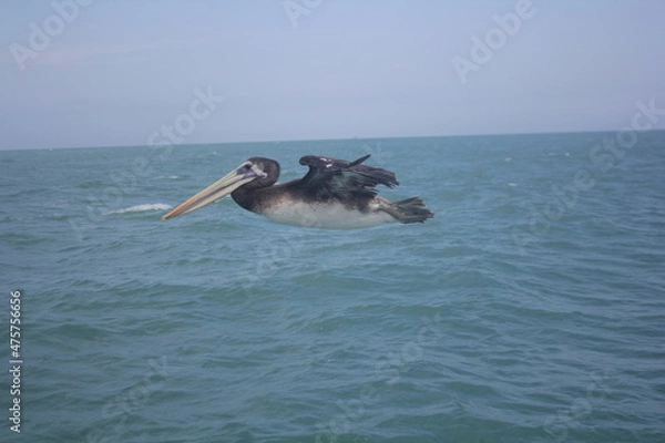 Fototapeta pelícano