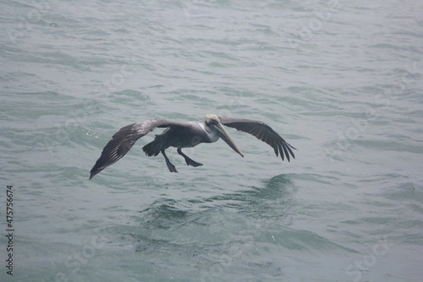 Fototapeta pelícano