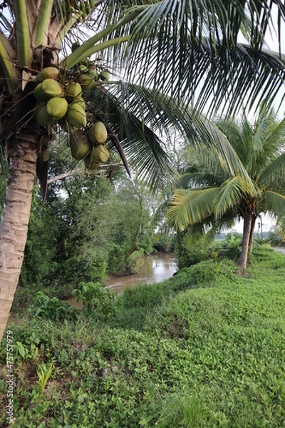 Fototapeta tropical Caribbean river bank scene with coconut trees and green grass