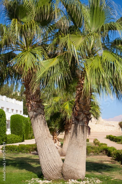 Fototapeta coconut tree