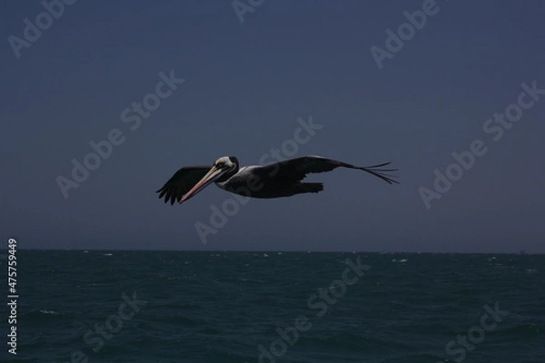 Fototapeta pelícano