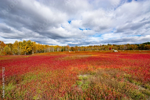 Obraz Blueberry barrens