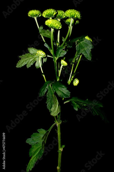 Obraz plant isolated on black