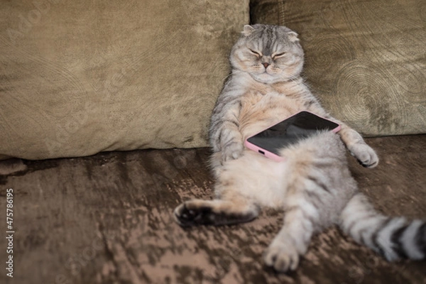 Fototapeta A lazy fat cat is sleeping on the sofa with a smartphone in his paws.