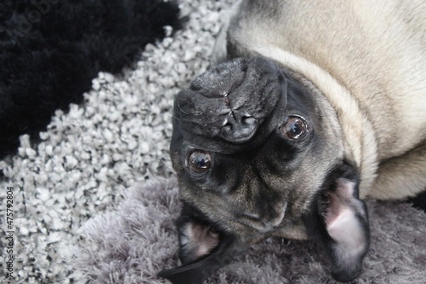 Obraz pug dog puppy