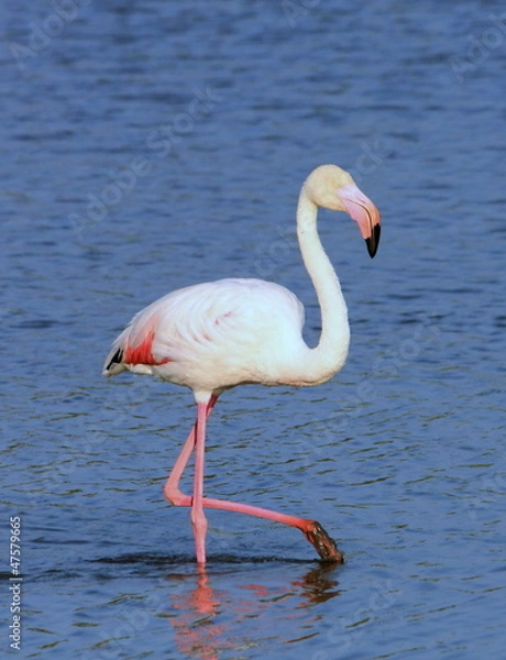 Fototapeta Flamingo in the water