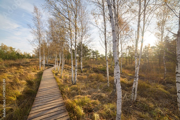 Fototapeta Aukštumala swamp - high swamp in Šilutė district, Pomeranian region. It is one of the largest wetlands not only in Western Lithuania, but also in the whole of Lithuania. Amazing untouched nature.