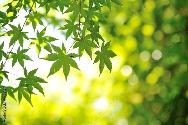 Fototapeta 緑のもみじ