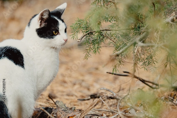 Fototapeta Pets walking autumn outdoor adventure on forest. Cat walks through the autumn coniferous forest. Beautiful cat walking on the yellow needles in the autumn park.
