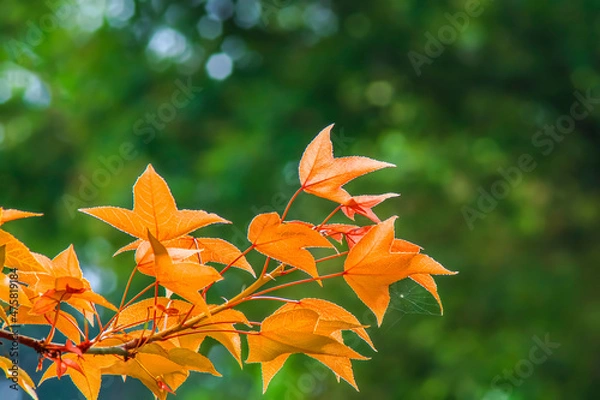 Fototapeta Maple leaf with blurred background