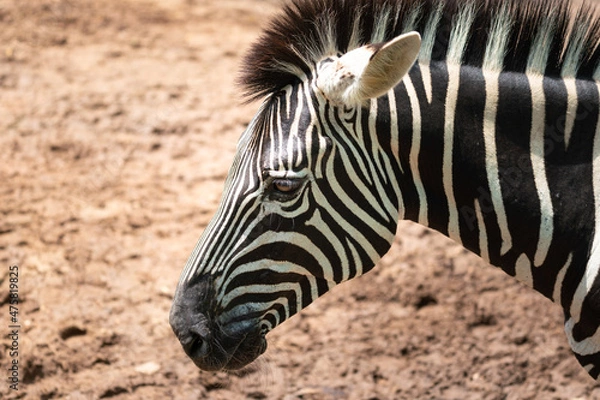 Fototapeta A zebra horse (side head) with arid land environment background. Animal wildlife portrait photo, close-up and selective eye focus.
