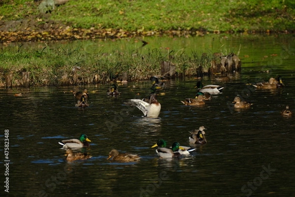 Obraz マガモたちの水浴び