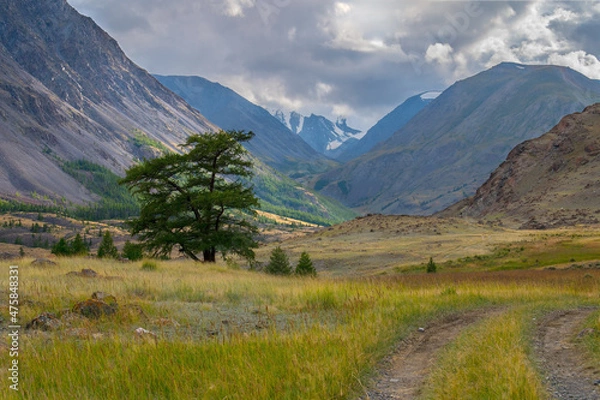 Fototapeta Beautiful landscape in the Altai mountains. Green cedar on the background of a cascade of mountains. The sun's rays break through the clouds