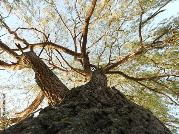 Obraz Baum des Lebens