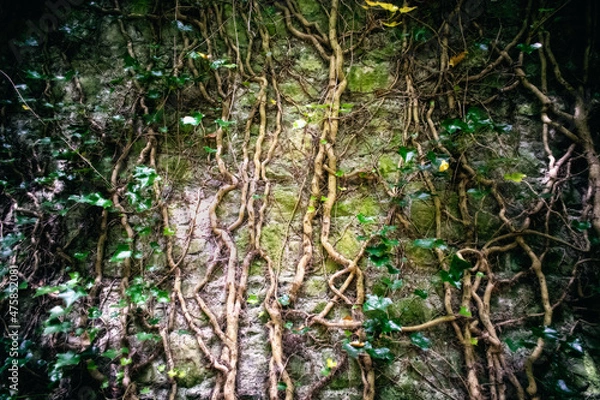 Fototapeta Ancient stone wall with roots and hanging vines