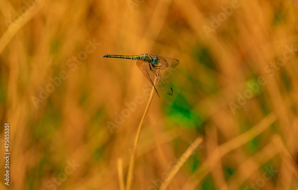 Obraz dragonfly on grass