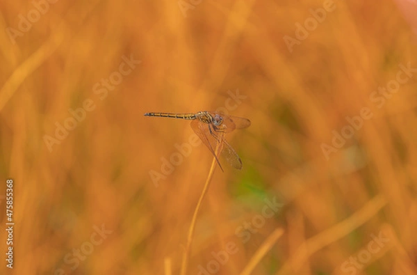 Obraz dragonfly on the grass