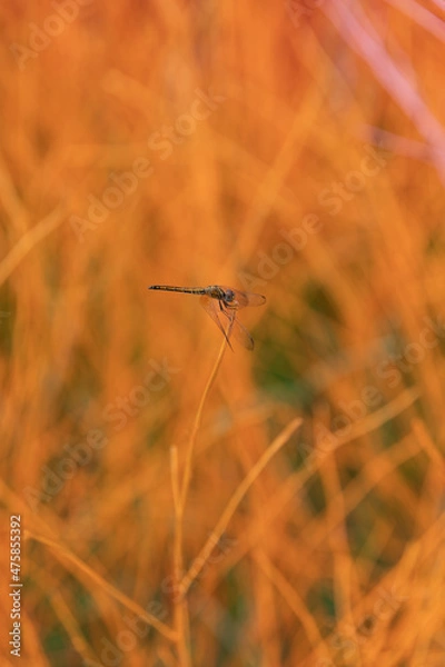 Obraz dragonfly on grass