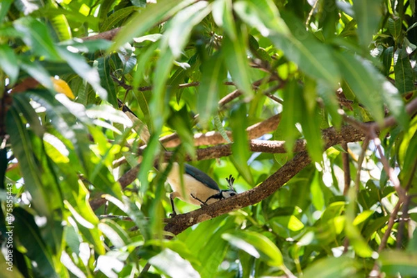 Fototapeta Tropical forest, Costa Rica