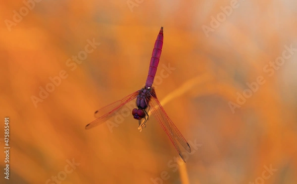 Obraz dragonfly on flower