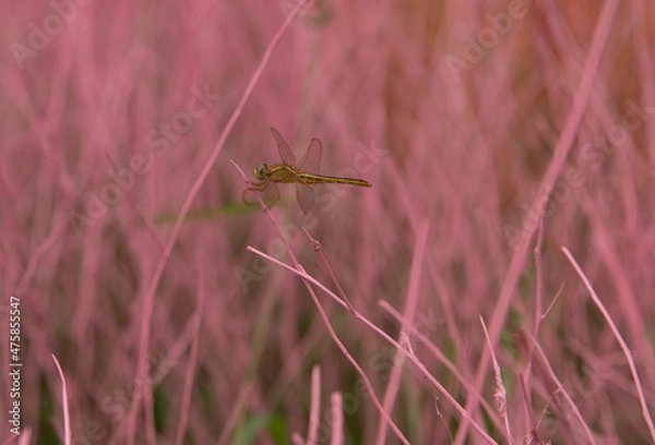 Obraz grasshopper on the grass
