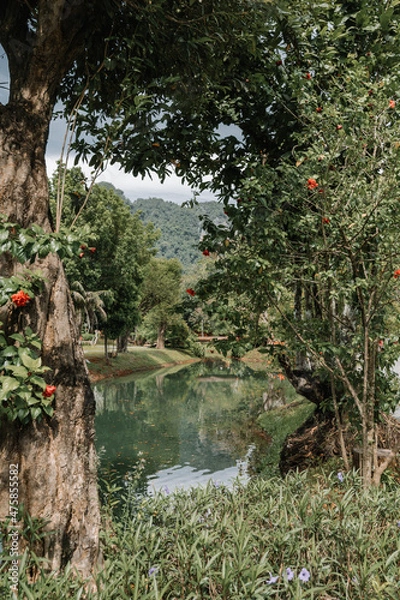 Obraz river in the forest