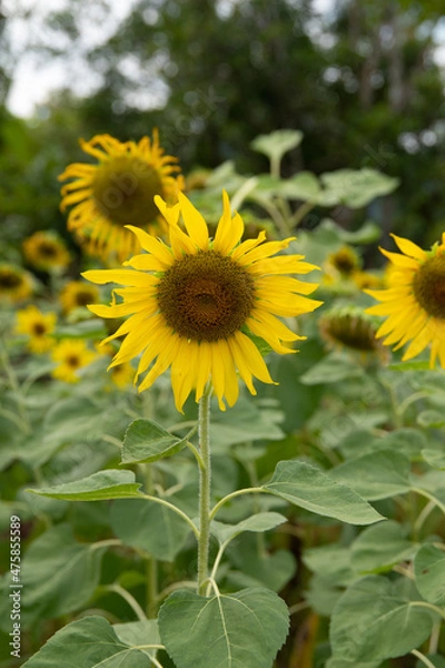Obraz sunflowers in the field
