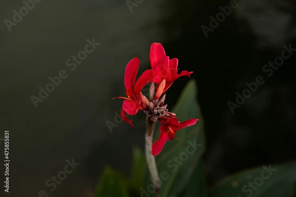Obraz red tulip flower