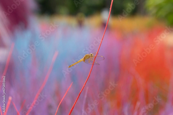 Obraz grasshopper on the grass
