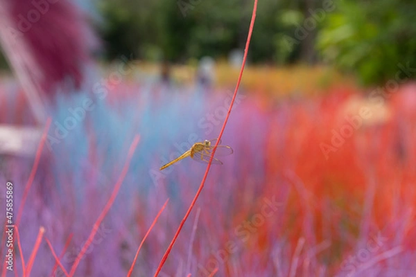 Obraz grasshopper on the grass