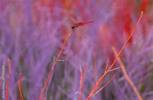 Obraz red dragonfly on the grass
