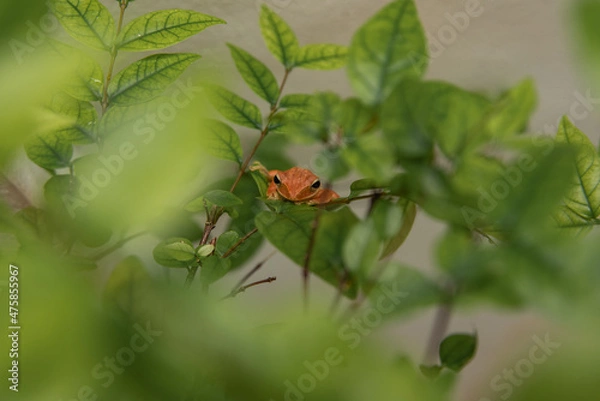 Obraz ladybird on a leaf
