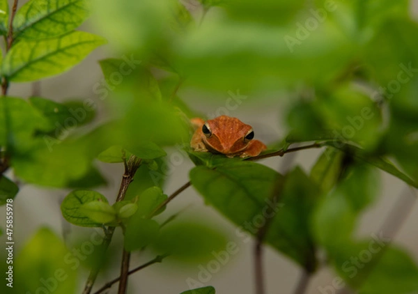 Obraz butterfly on a leaf