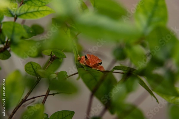 Obraz butterfly on a flower