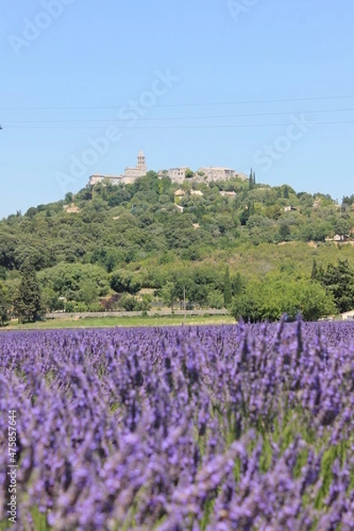 Obraz Champs de Lavandes