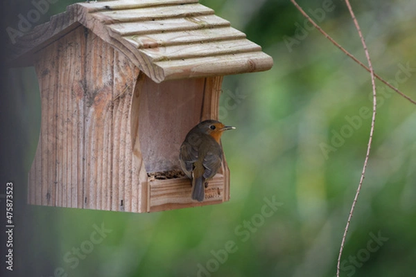 Fototapeta Rouge-gorge