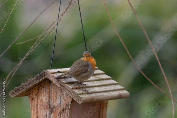 Fototapeta Rouge-gorge