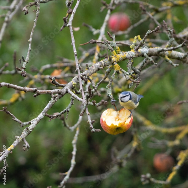 Fototapeta Mésange bleue