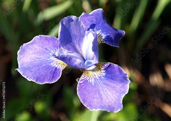 Fototapeta OLYMPUS DIGITAL CAMERA