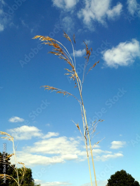 Fototapeta OLYMPUS DIGITAL CAMERA