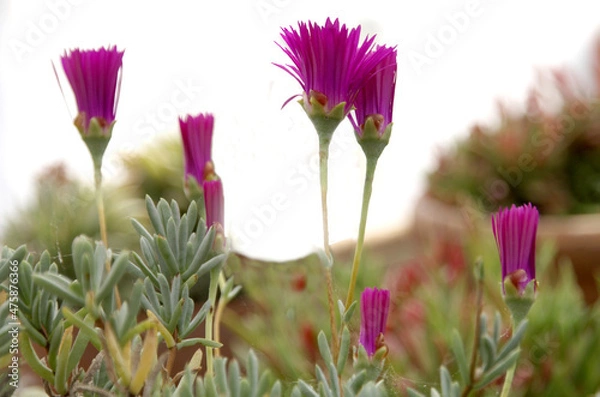 Fototapeta OLYMPUS DIGITAL CAMERA