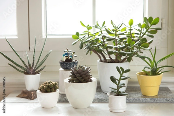 Fototapeta Group of various house plants indoor. Set of potted plants in room by the window. Cacti and  succulent arrangement, modern style, trendy mood, home decor.