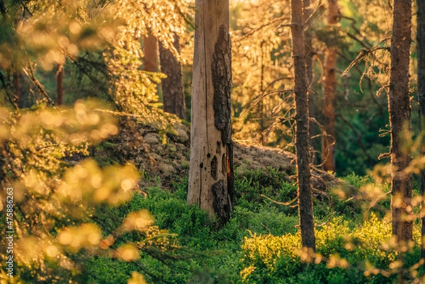 Obraz sunlight in the forest