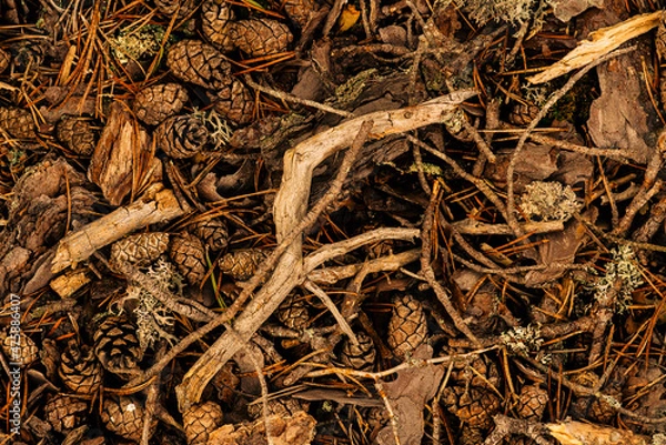 Obraz autumn forest floor