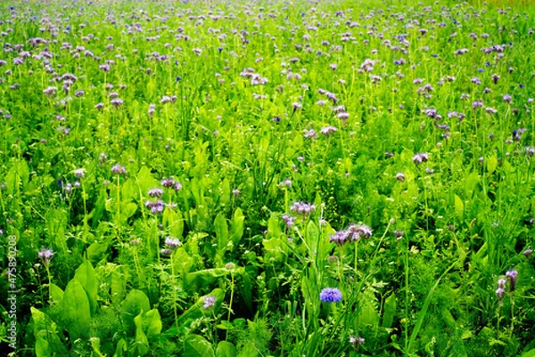 Obraz grass and flowers
