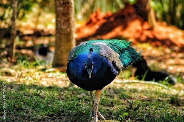 Obraz Espirito Santo ES