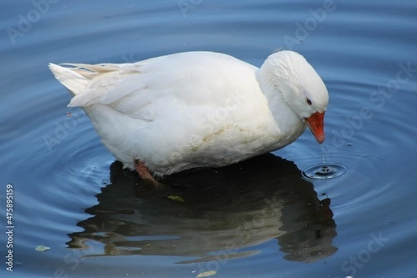 Obraz Espirito Santo ES