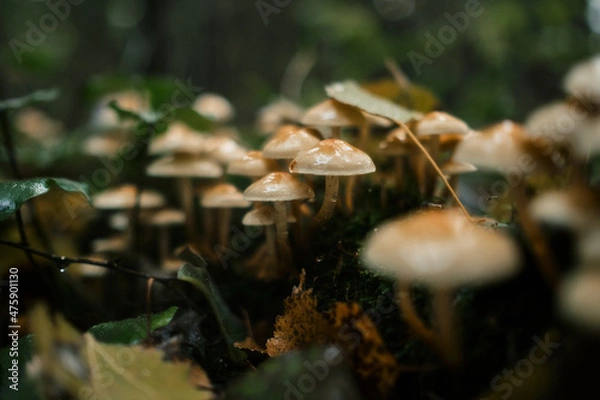 Obraz mushrooms in the forest